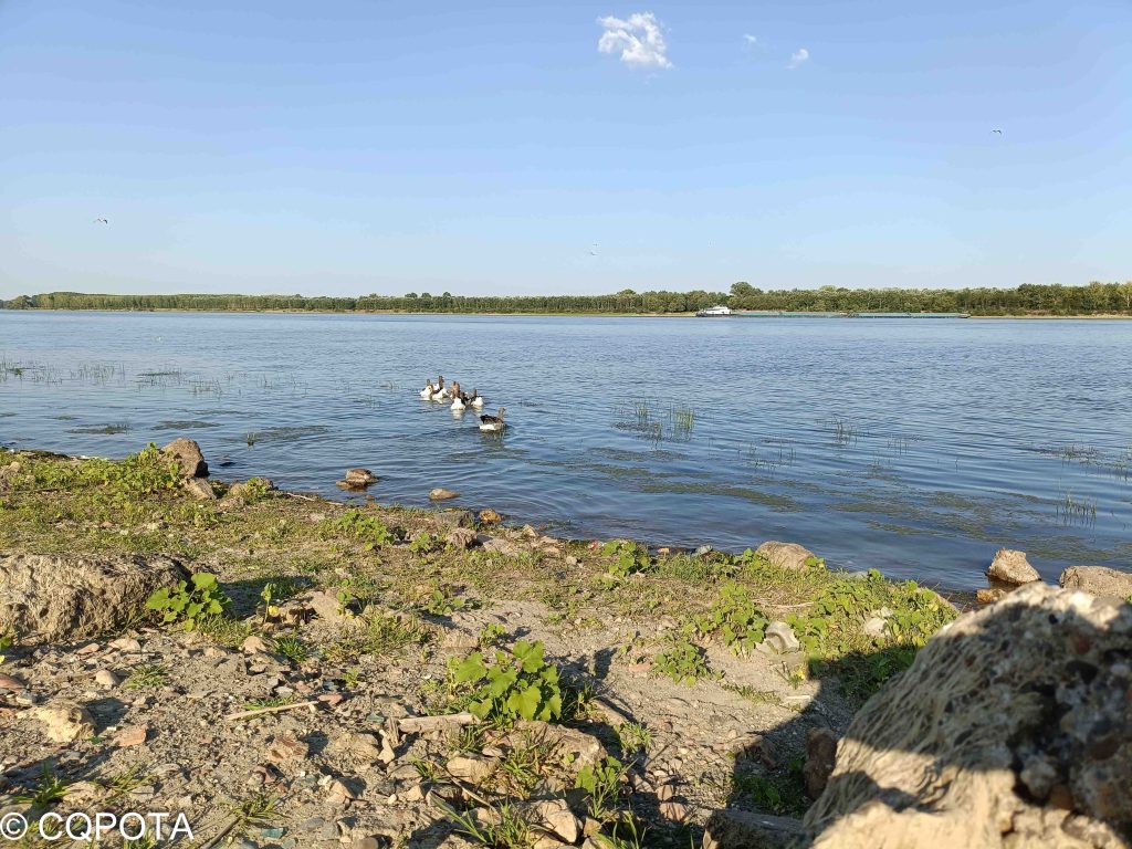 Balta mica a Brailei 1