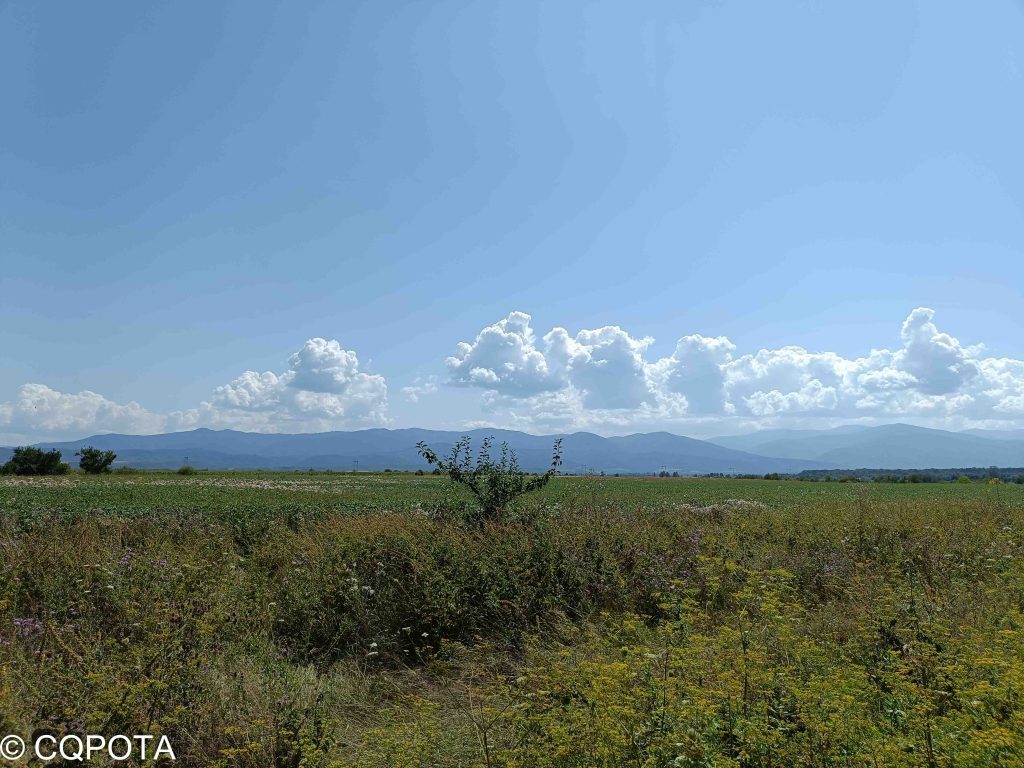 Poienile cu Narcise din Dumbrava Vadului